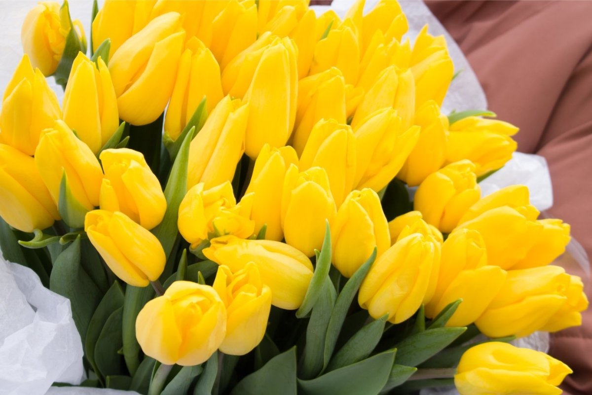 Тюльпан Лимончелло