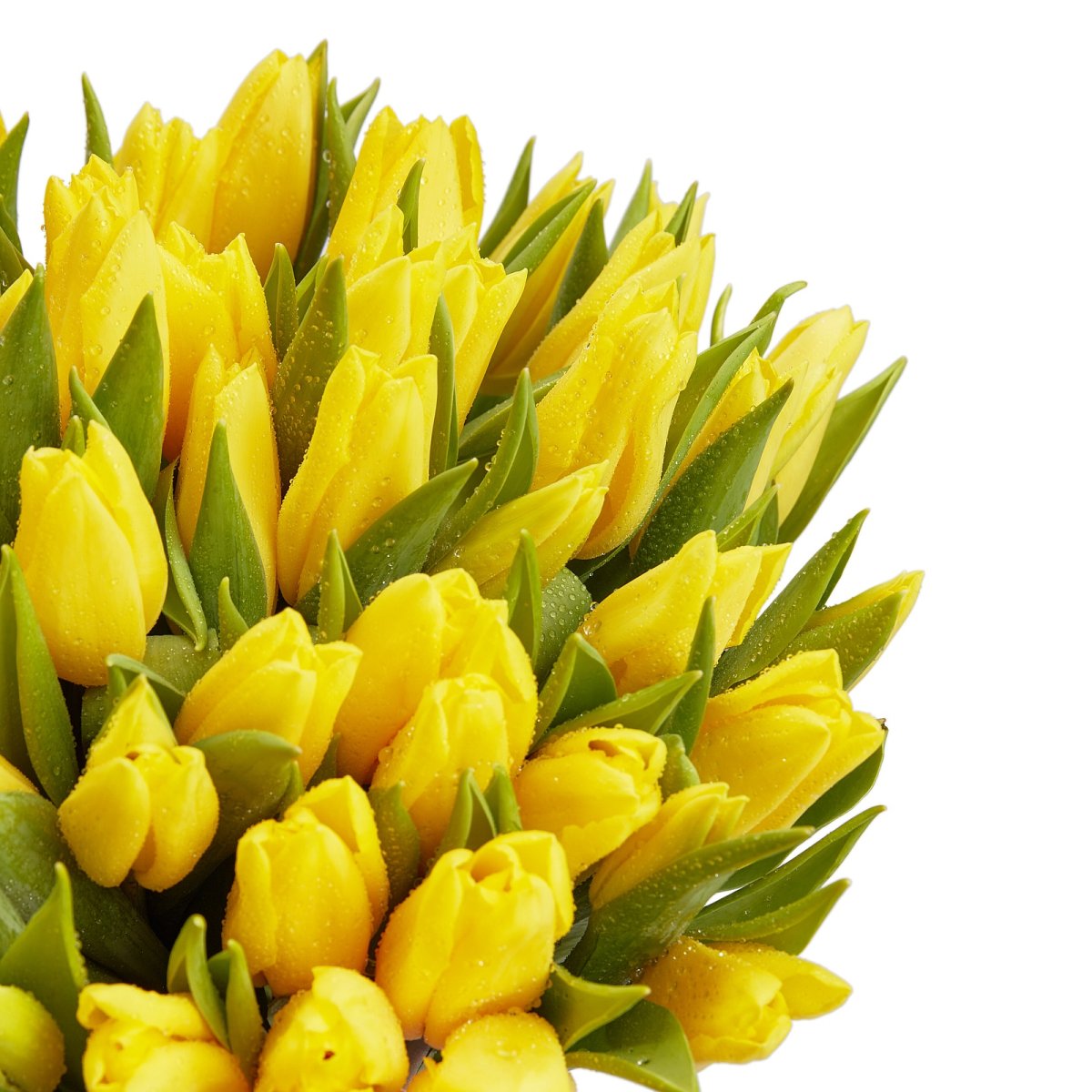 Букет тюльпанов 51шт жёлтые