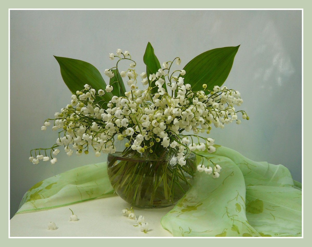 Фиалка Ле Ландыши