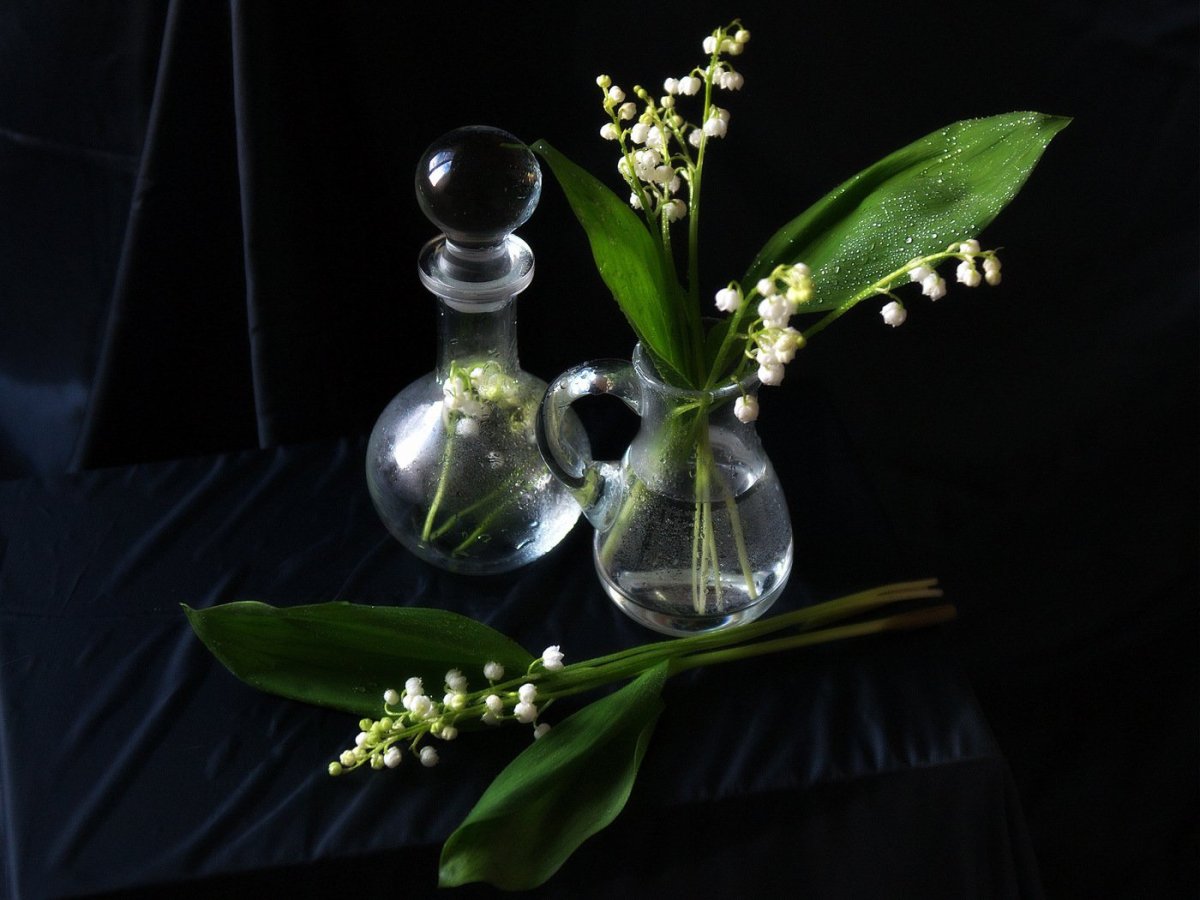 Ландыш серебристый