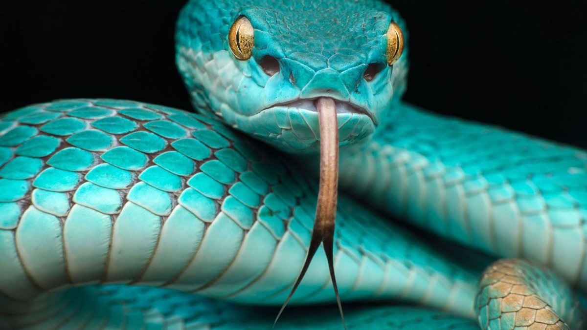 Голубая куфия гадюка