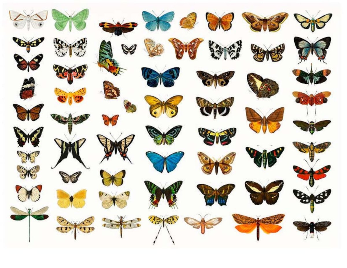 Коллекция бабочек