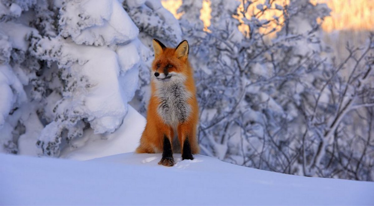 Горная Шория медведь