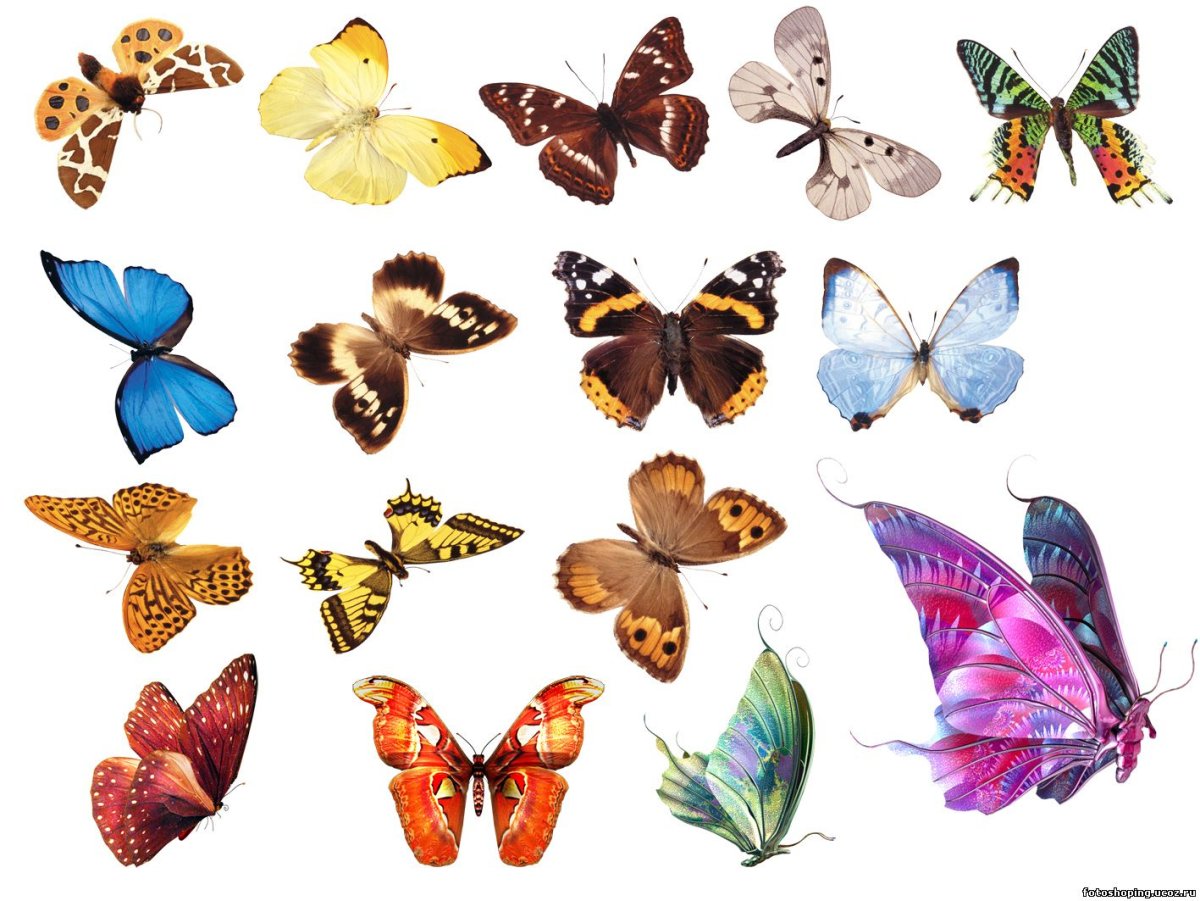 Бабочки много на одном листе без фона
