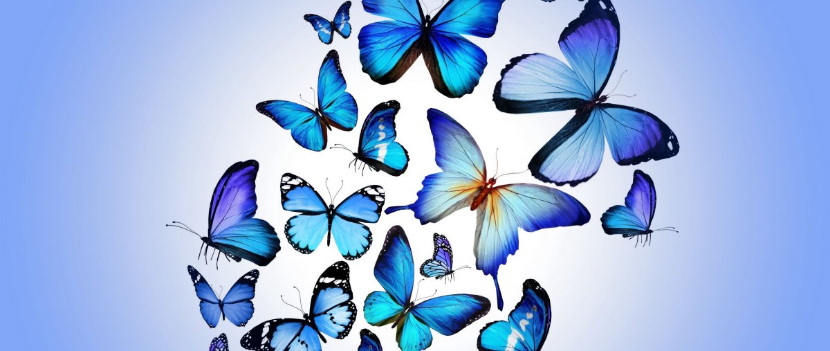 Обои на рабочий стол бабочки