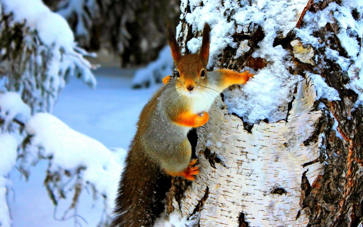 Звери зимой в лесу