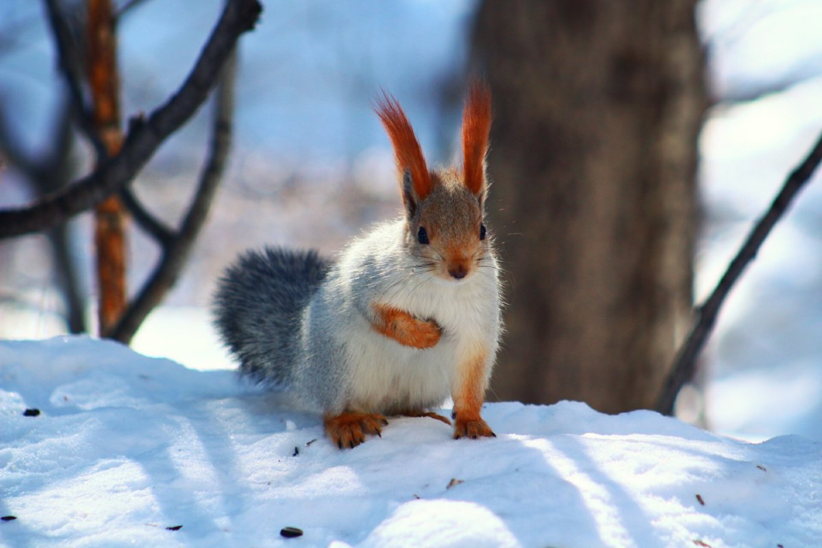 Белка зимой