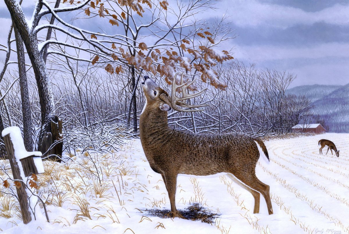 Лисовин Соколов-Микитов