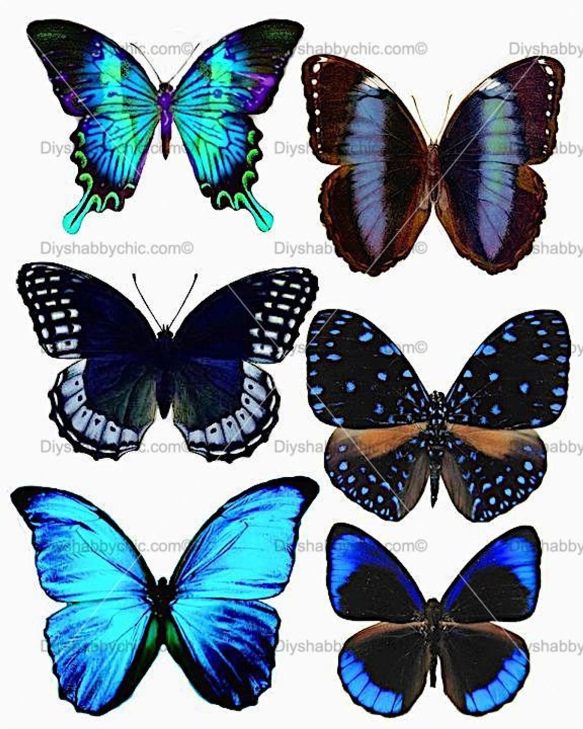 Разноцветные бабочки