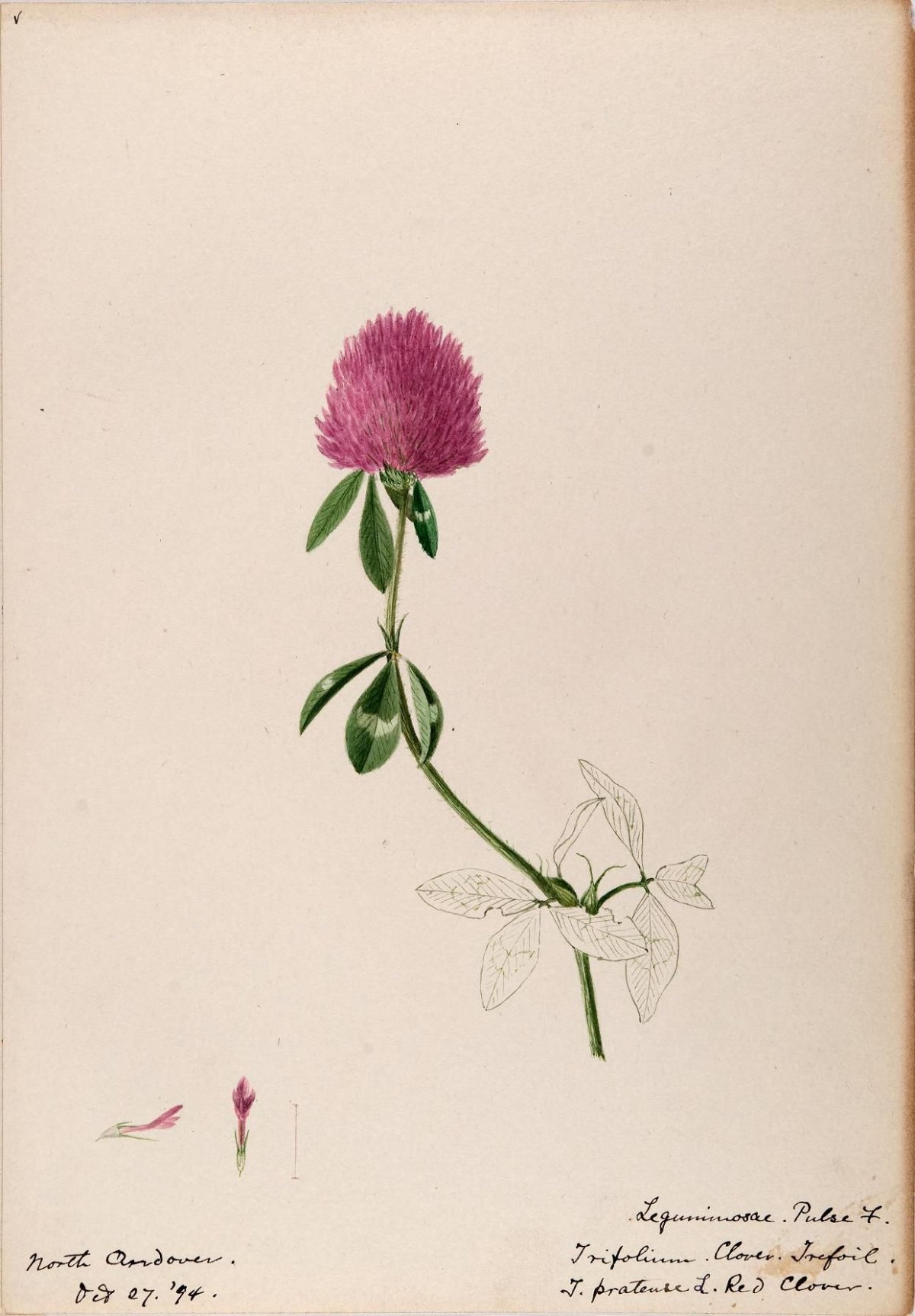 Клевер Ботанические зарисовки