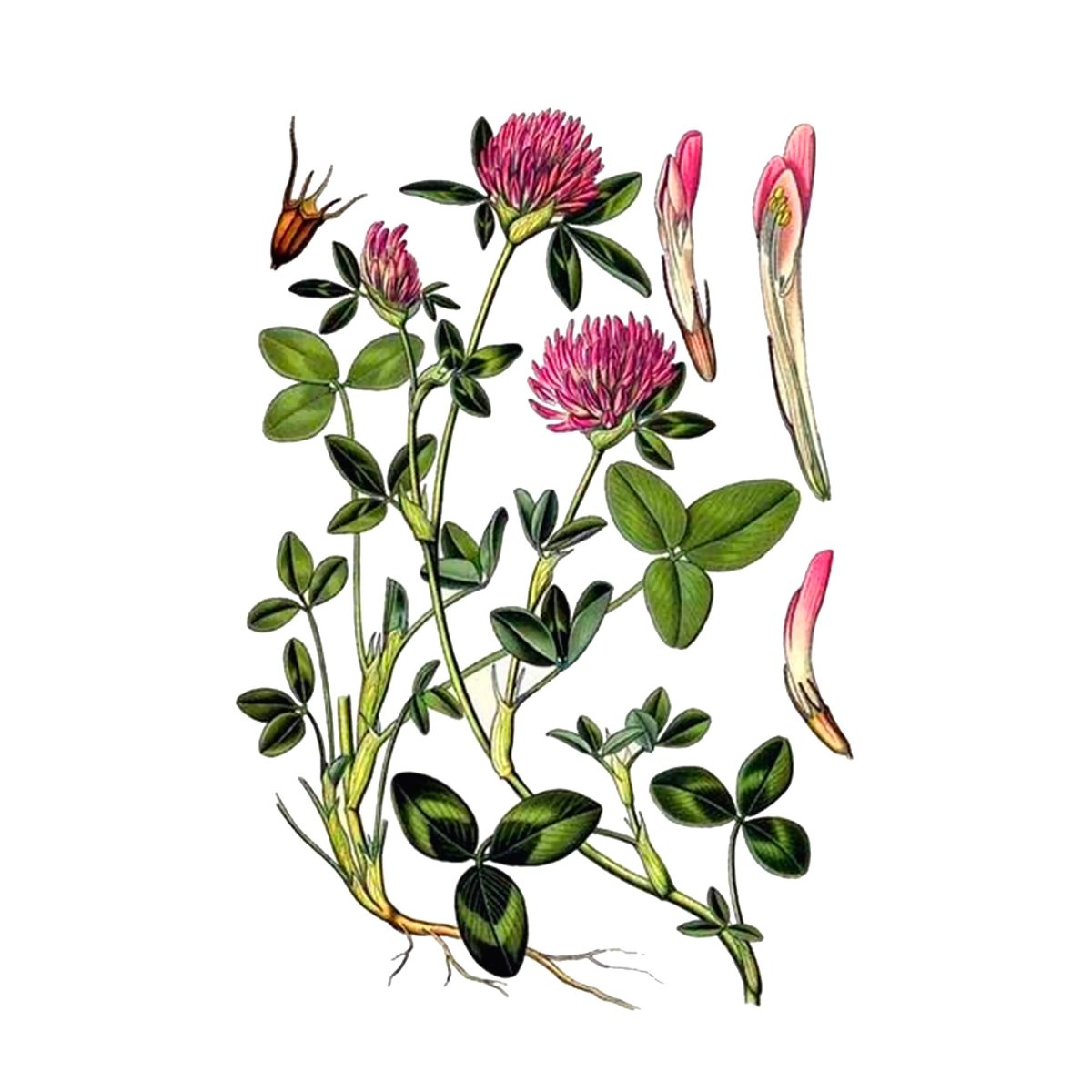 Клевер Луговой - Trifolium pratense l