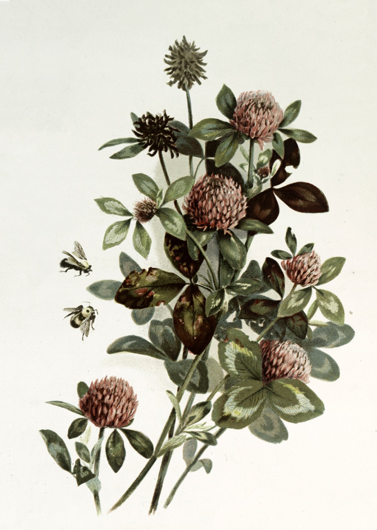 Ботаническая акварель Клевер