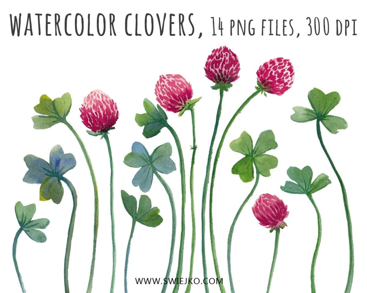 Клевер рисунок