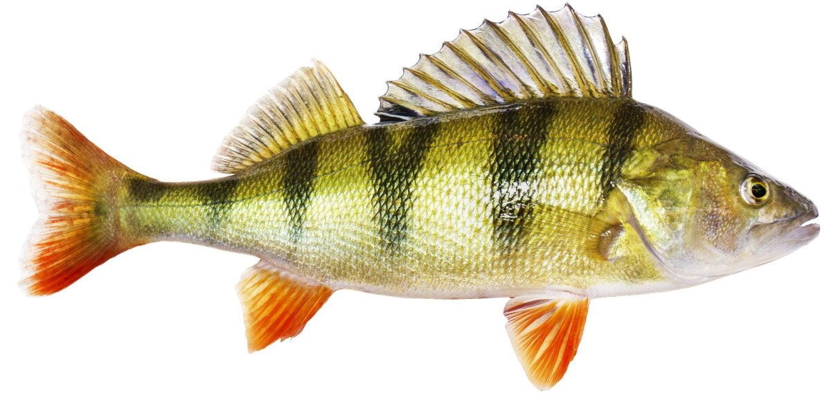 Рыбка на прозрачном фоне