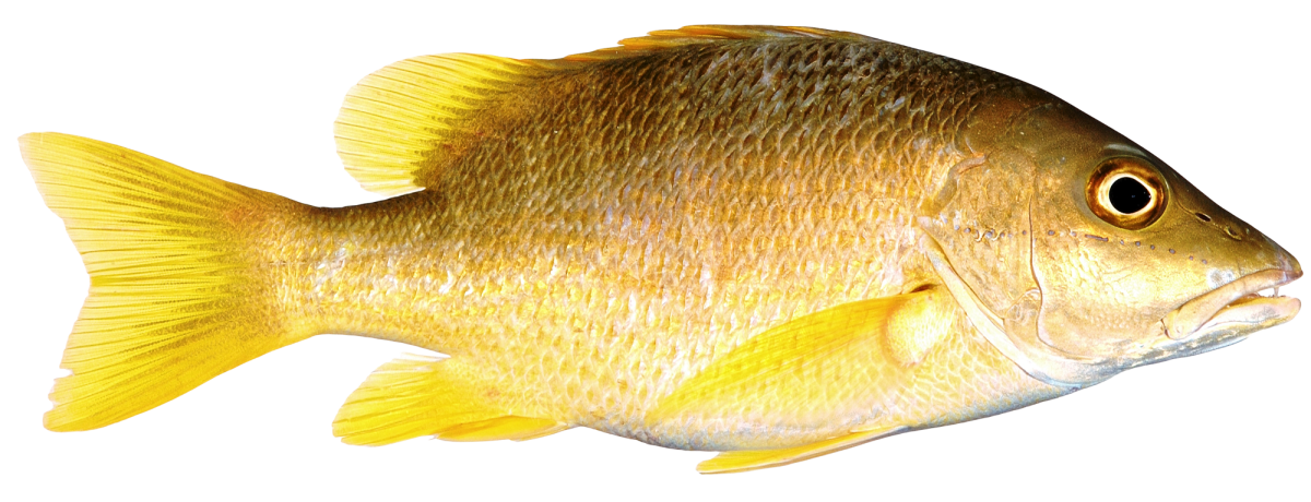 Рыбка для садика