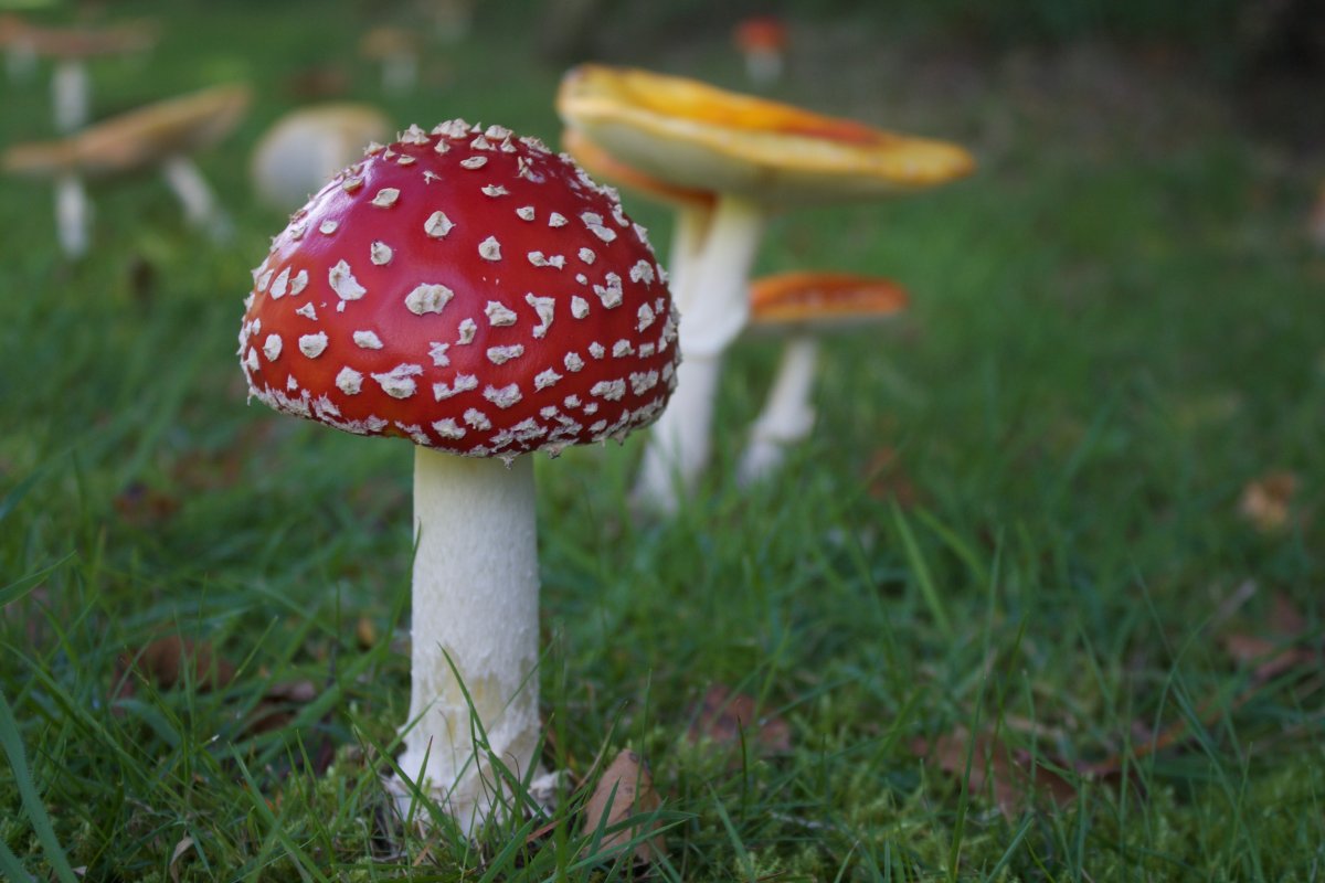 Toadstool Fly agaric