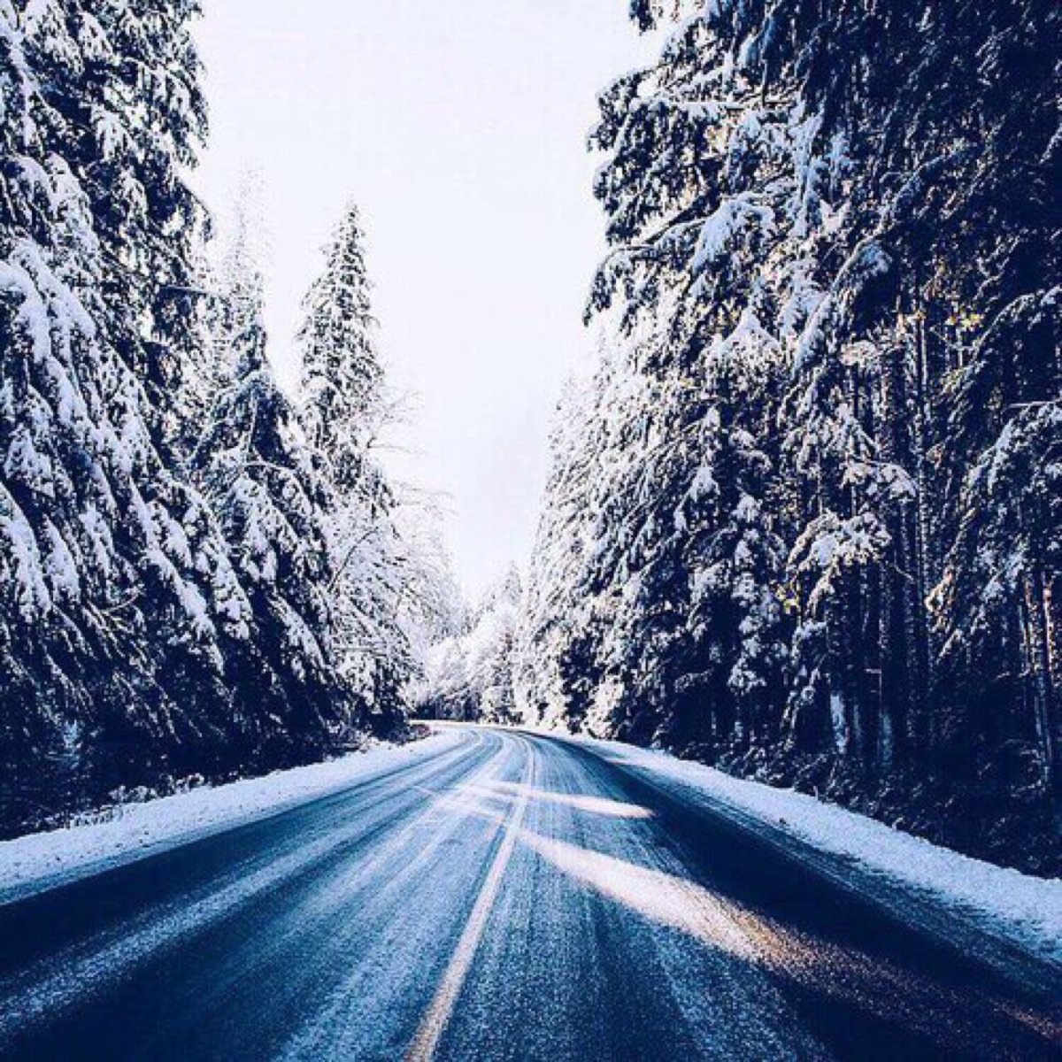 Дорога в лесу