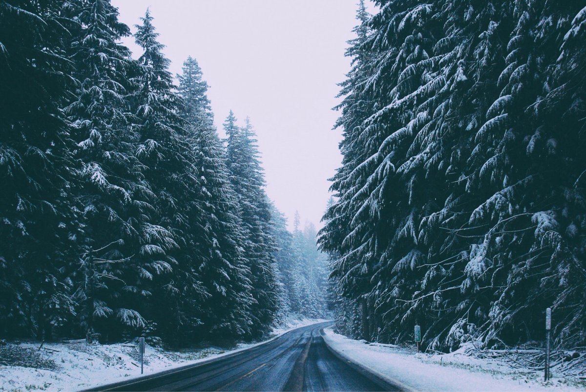 В лесу красота дорога и зима