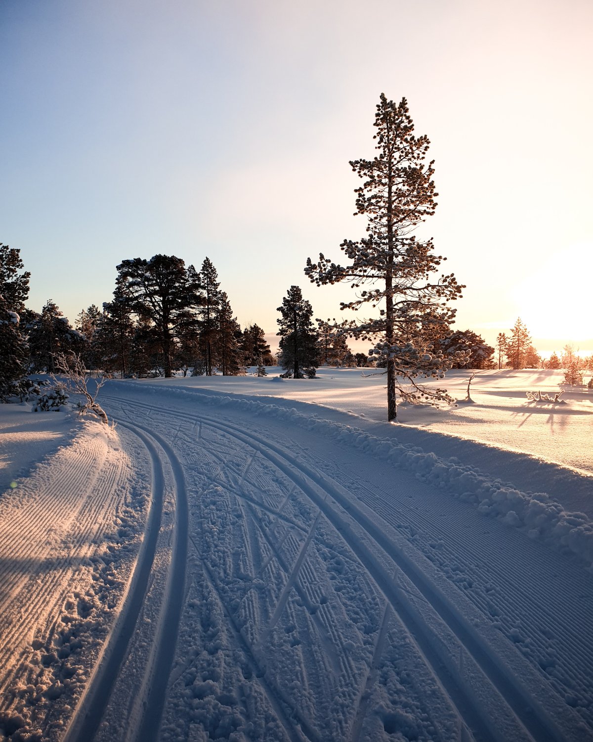 Зима дорога лес