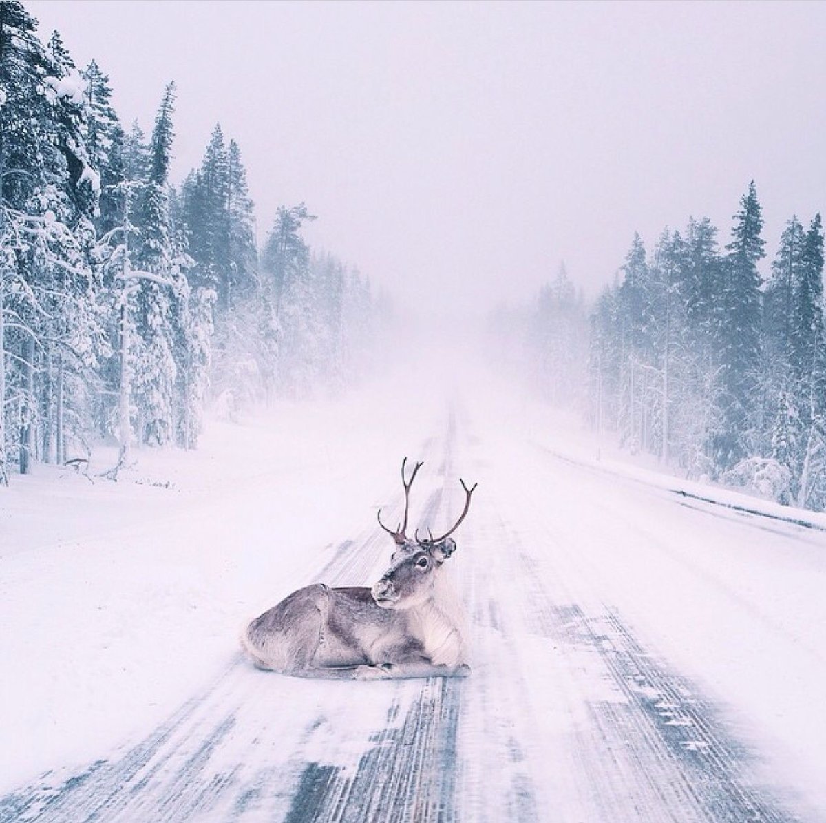 Снегопад на дороге