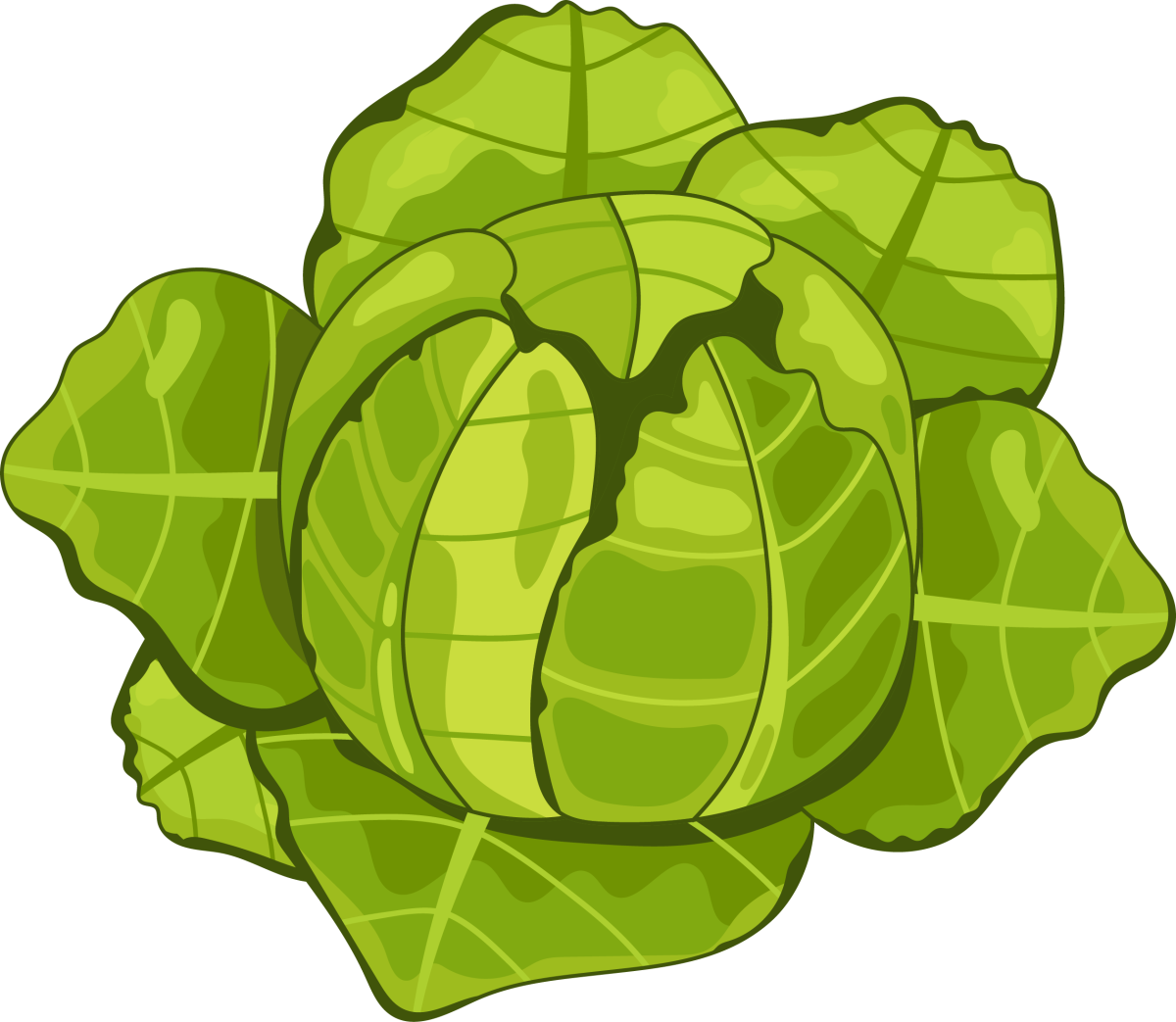 Капуста рисунок