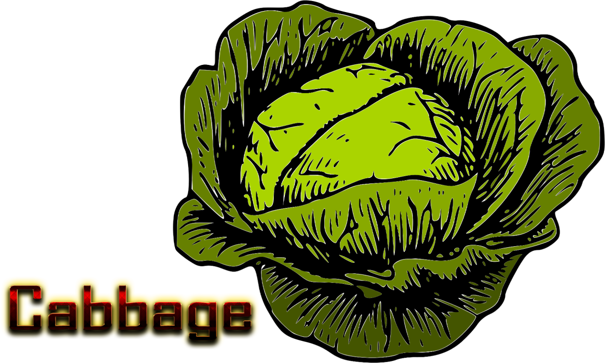 Капуста картинки для детей цветные