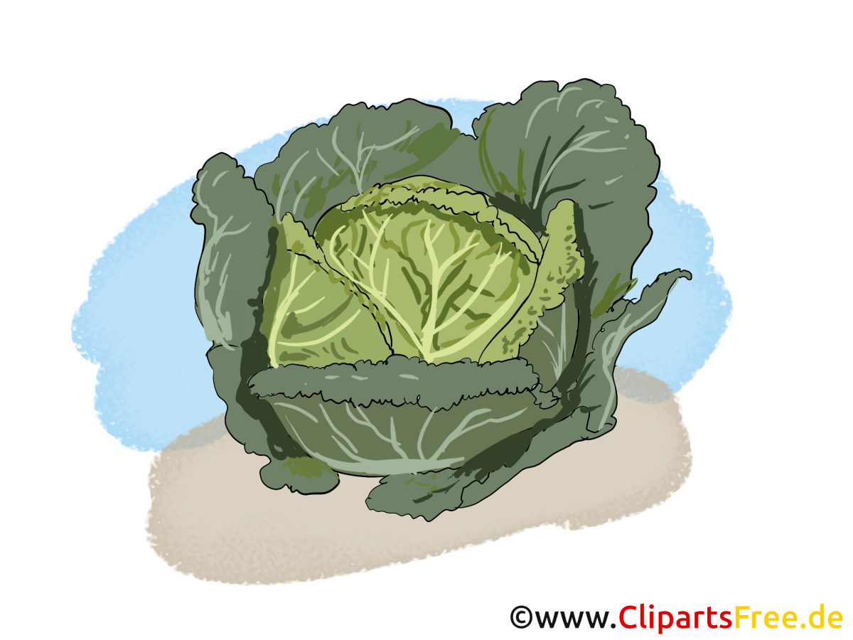 Рисунки капусты в сельском хозяйстве