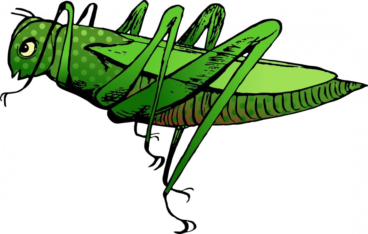 Сверчок арт милый