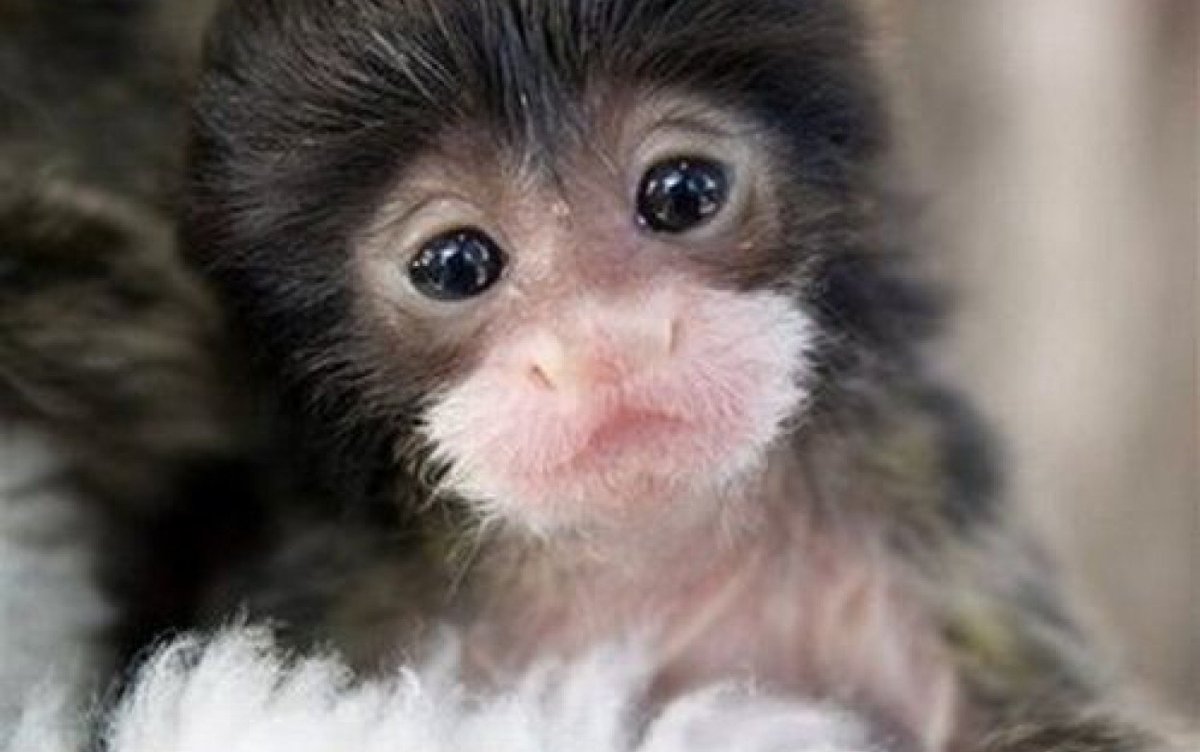 Мартышка улыбается