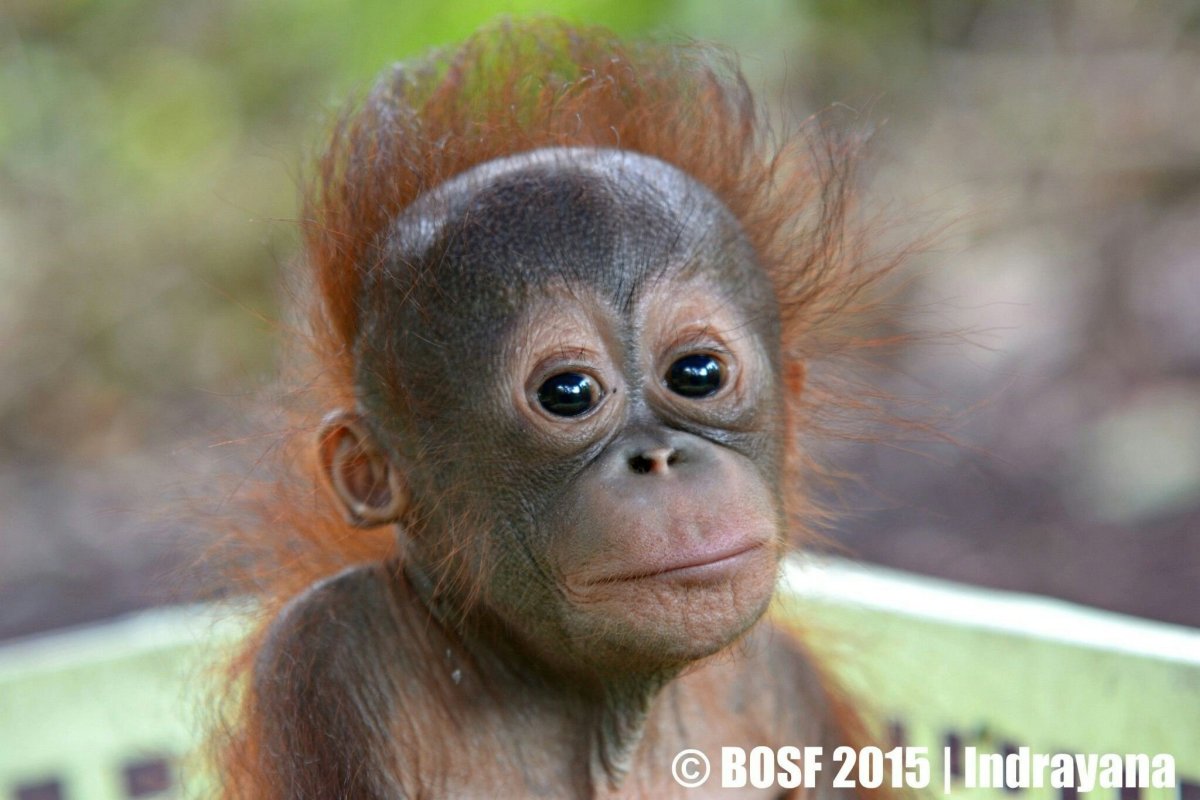 Смешные животные