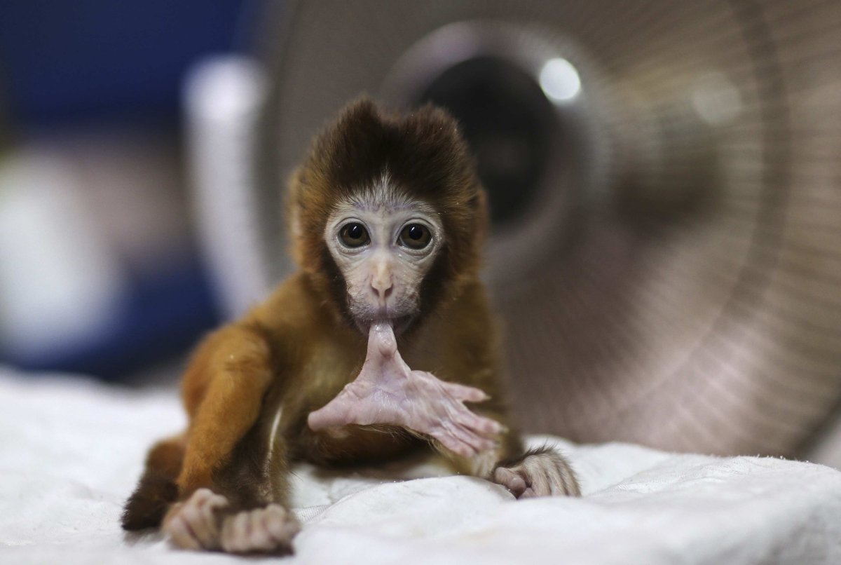 Грустная милая обезьянка