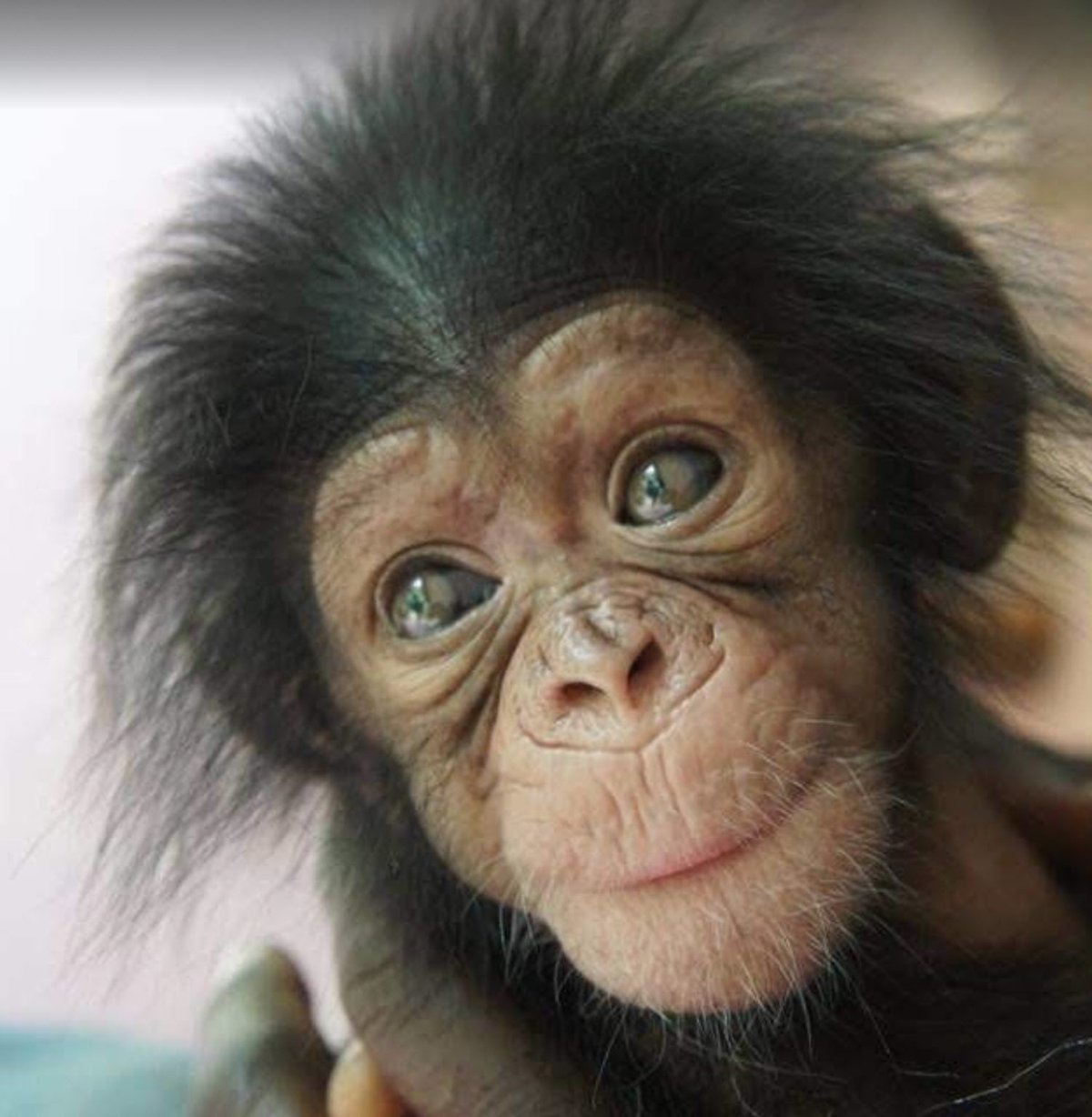 Самая красивая обезьянка в мире