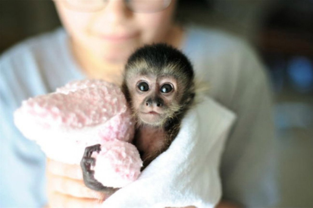 Обезьянка с голубыми глазами