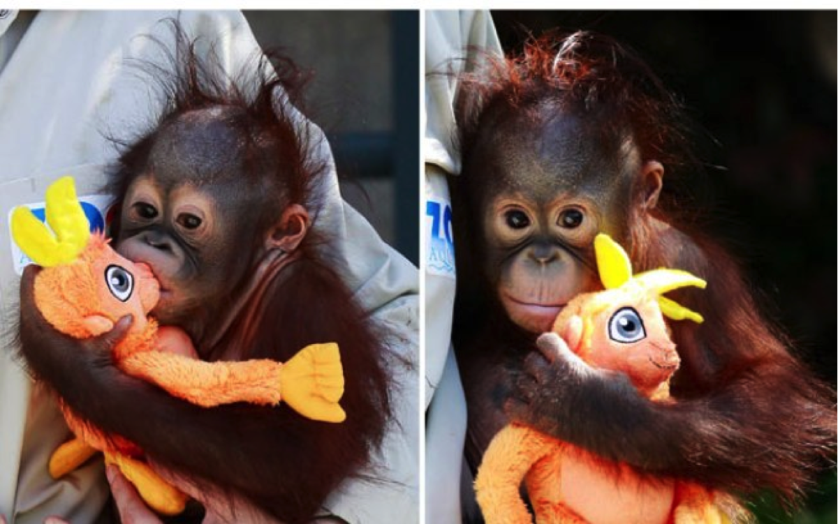 Миленькая обезьянка