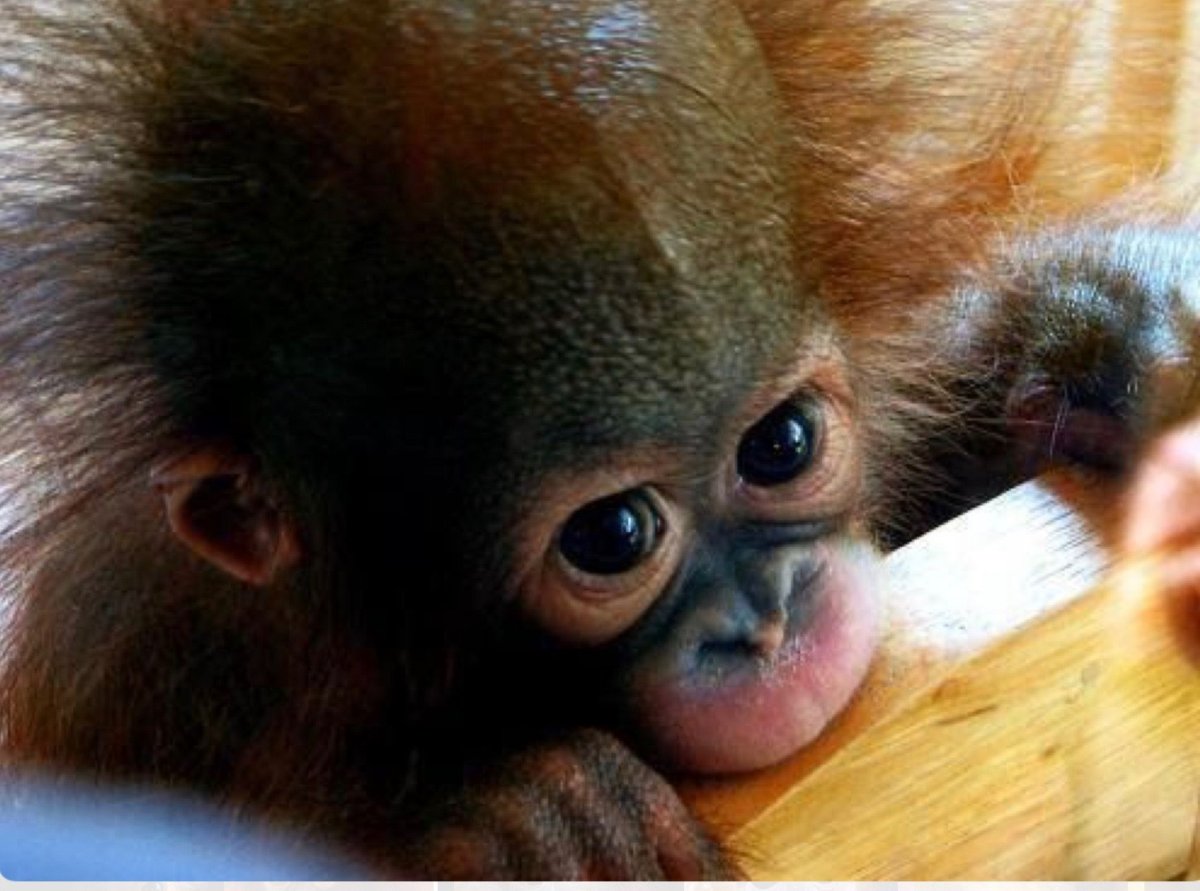 Орангутанг с букетом цветов