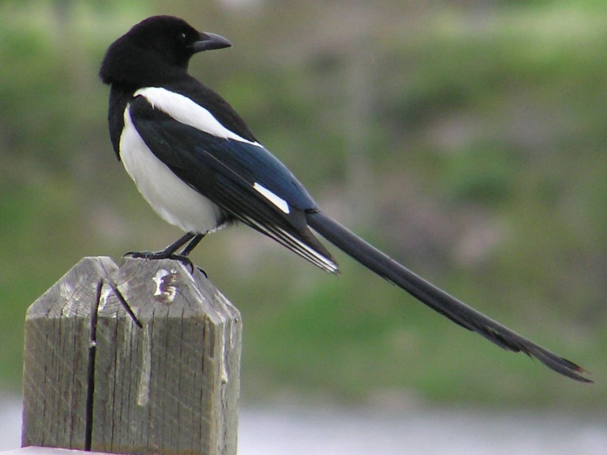 Сорока Magpie