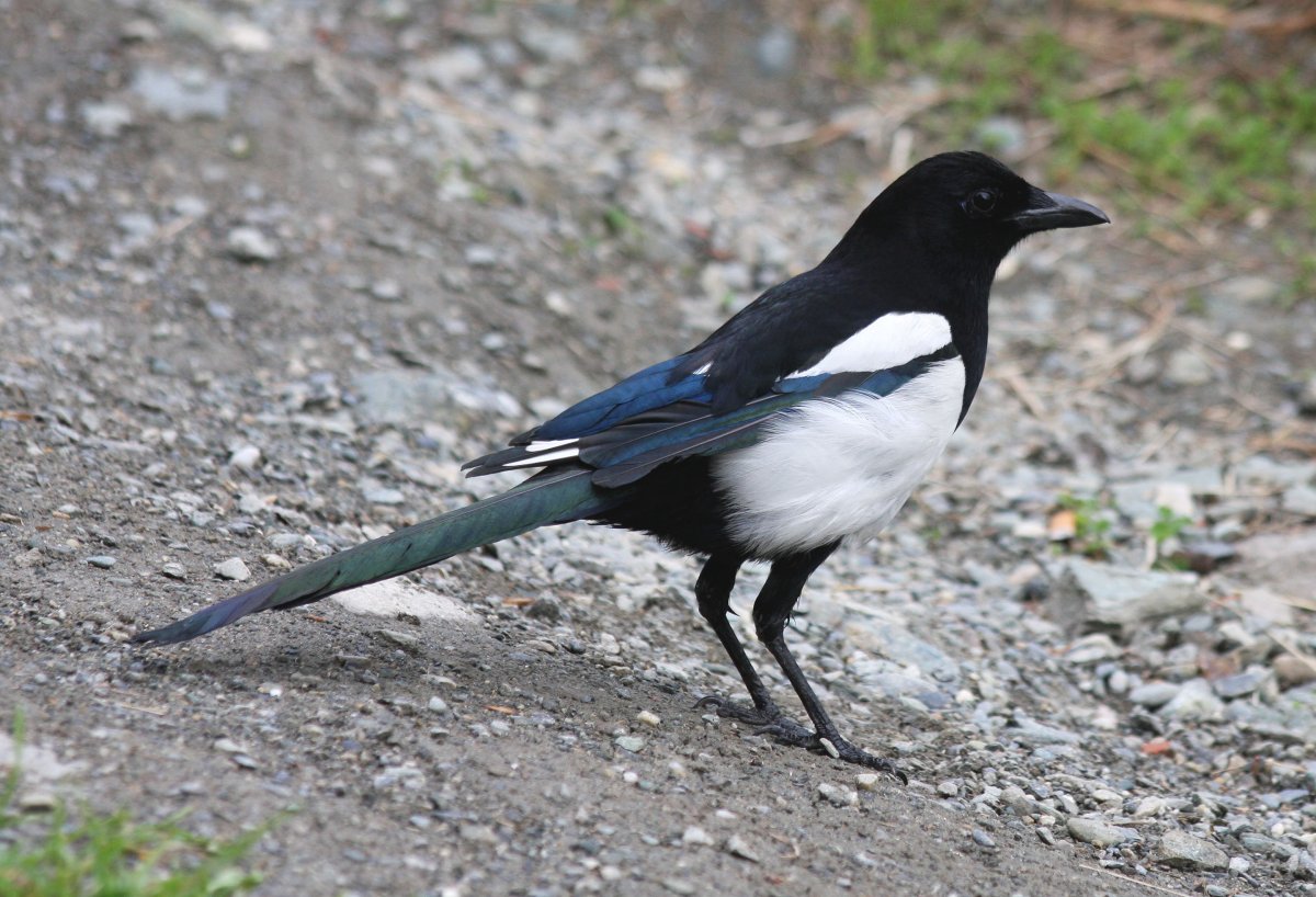 Сорока обыкновенная