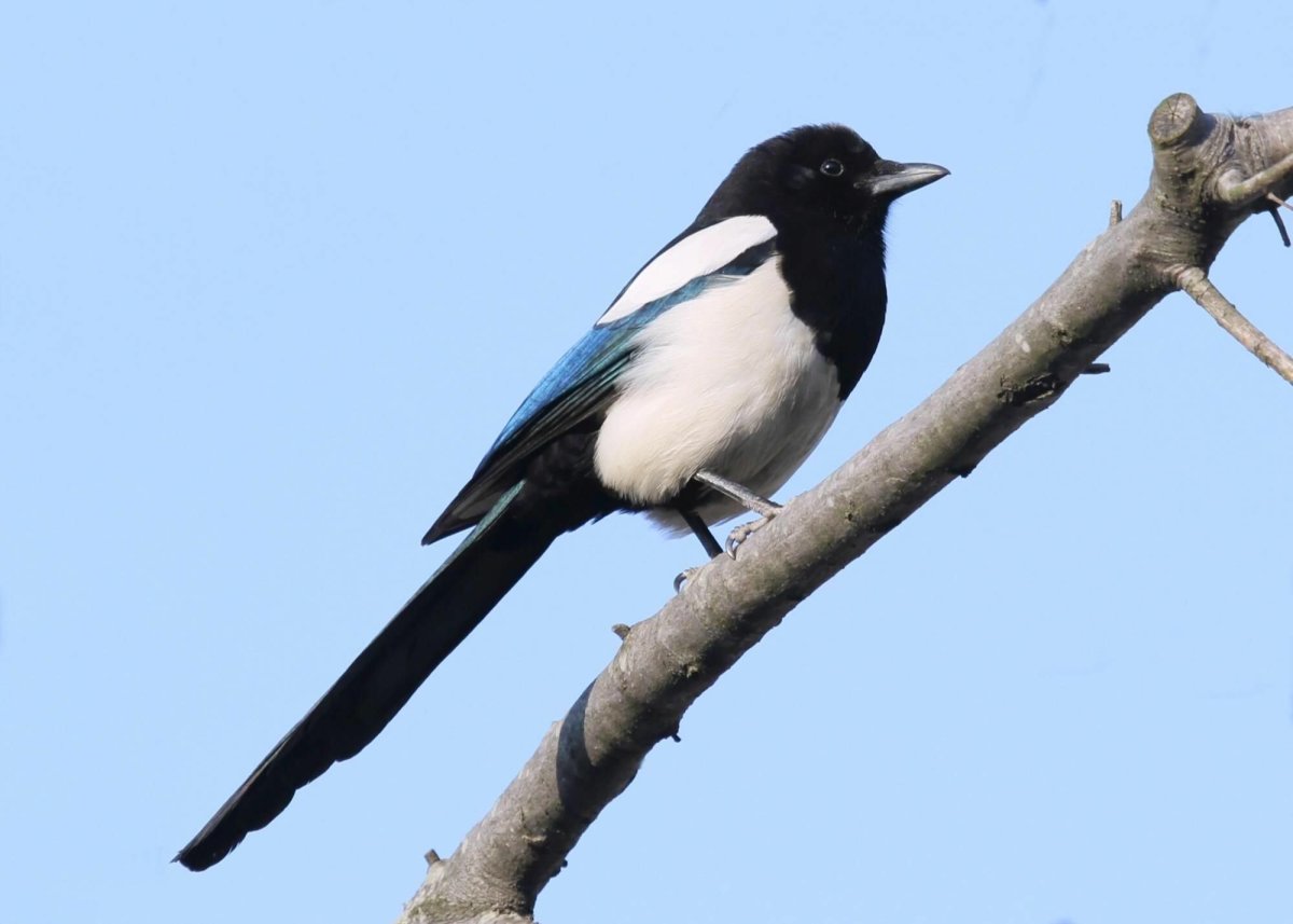 Корейская сорока