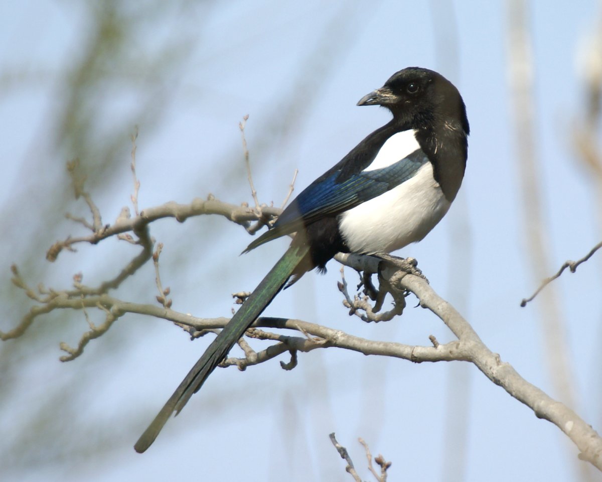 Сорока fennorum