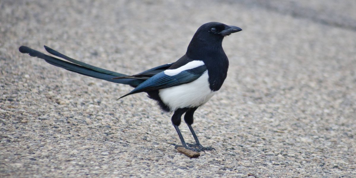 Сорока птица