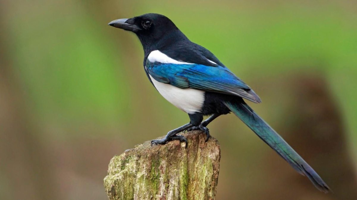 Сорока белобока Лесная Сплетница