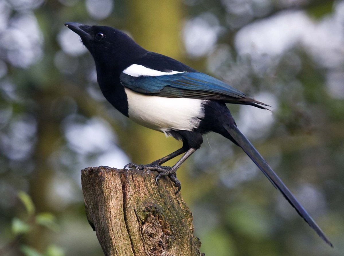 Лесная сорока