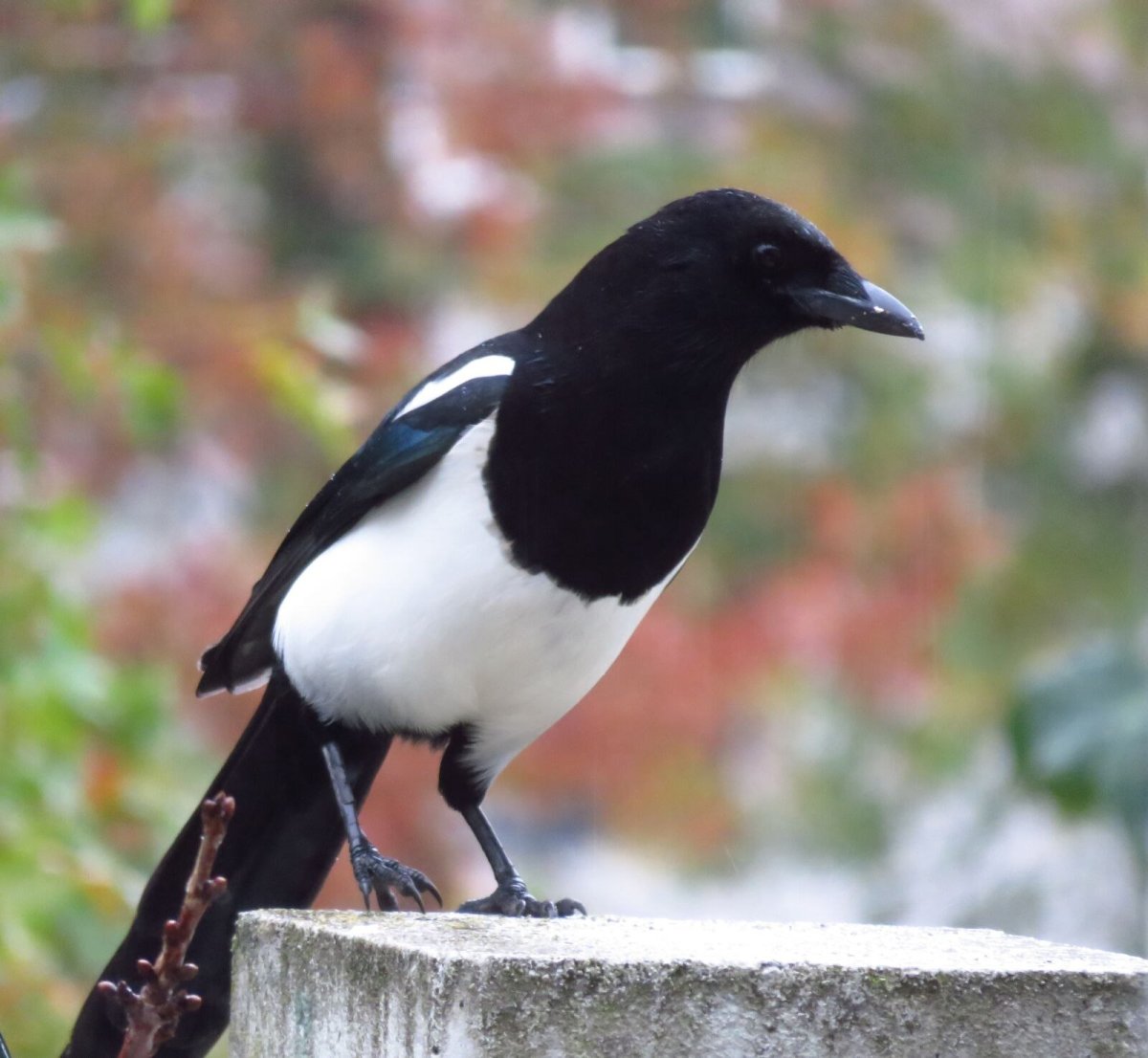 Птица черная с белым