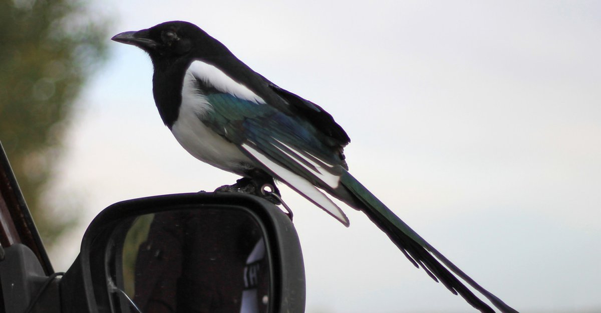 Дерзкая птица