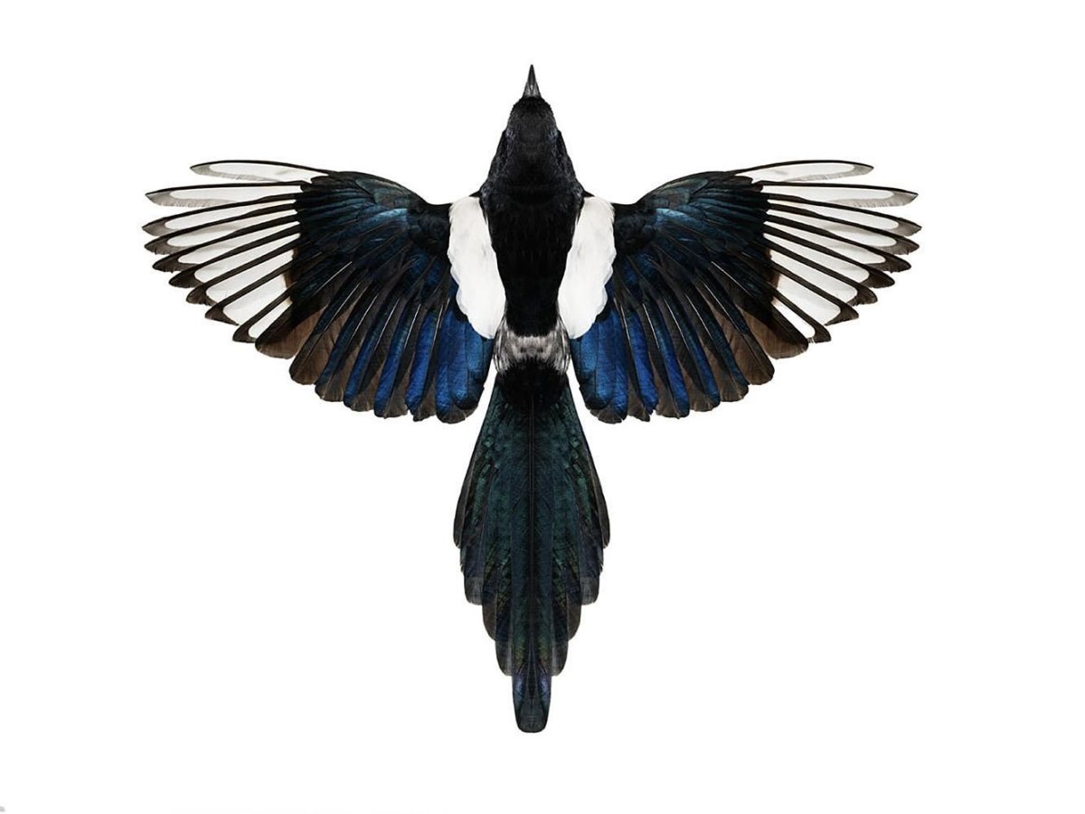 Птица сверху