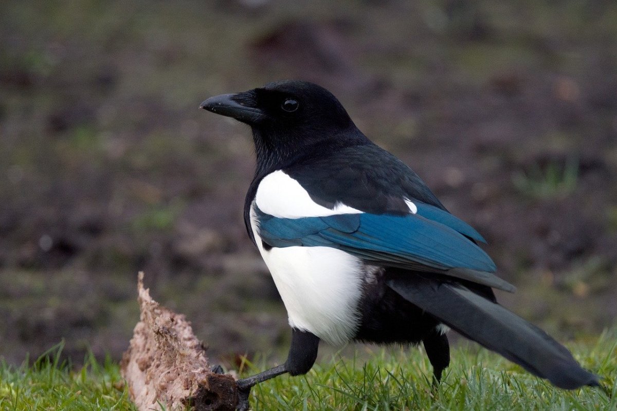 Эльстер птица