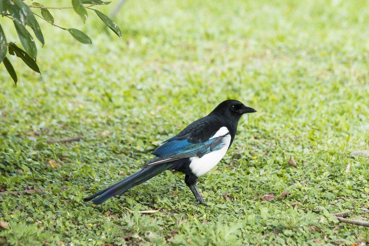 Сорока белобока