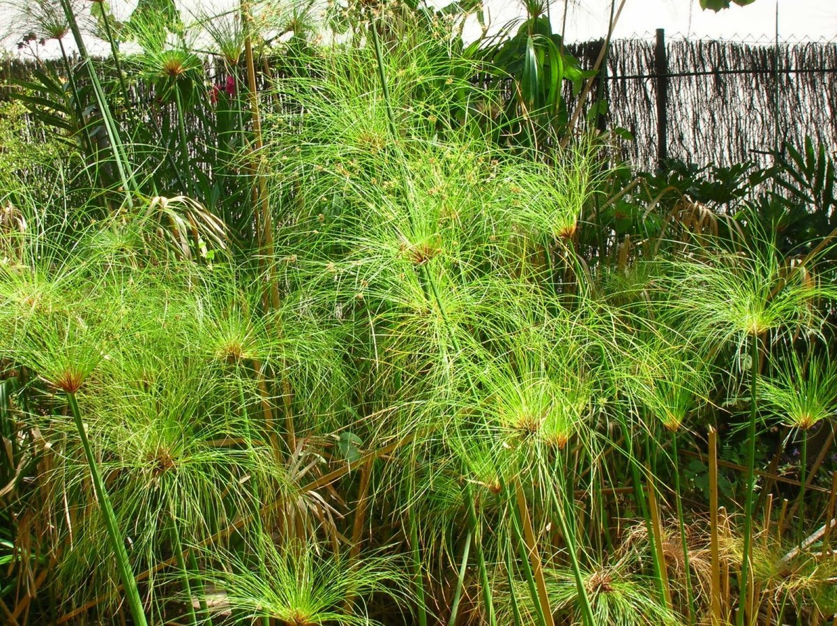 Папирус тростник Египет