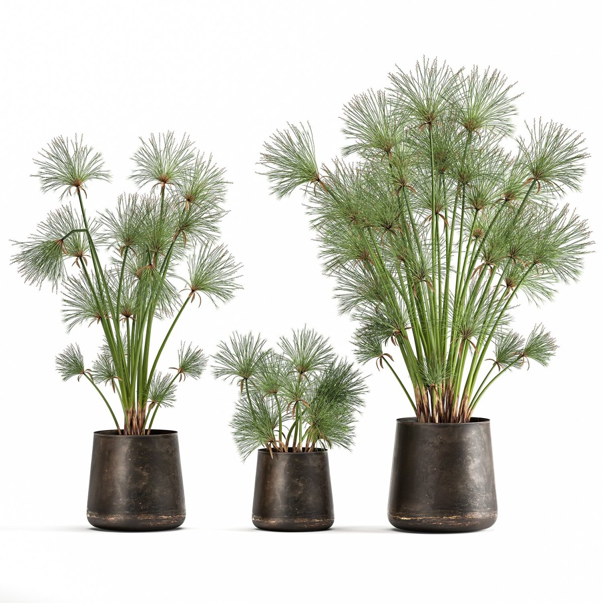 Циперус Папирус