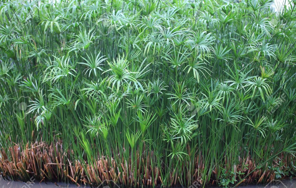 Папирус растение в Египте